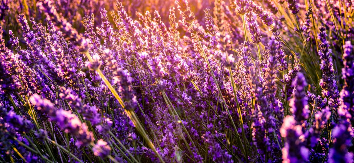Campo di lavanda simbolo di benessere naturale e rituali quotidiani