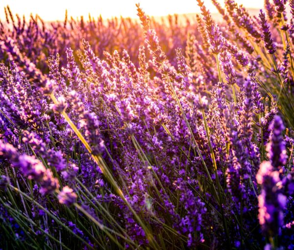 Campo di lavanda simbolo di benessere naturale e rituali quotidiani